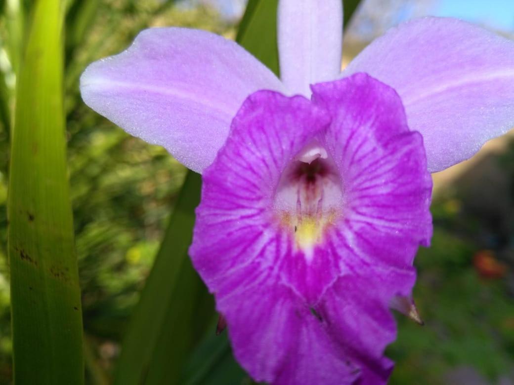 Lake Arenal Condos Naranjos Agrios エクステリア 写真