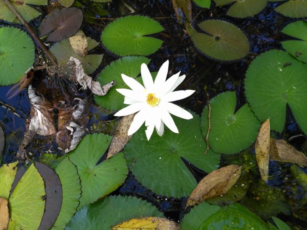 Lake Arenal Condos Naranjos Agrios エクステリア 写真