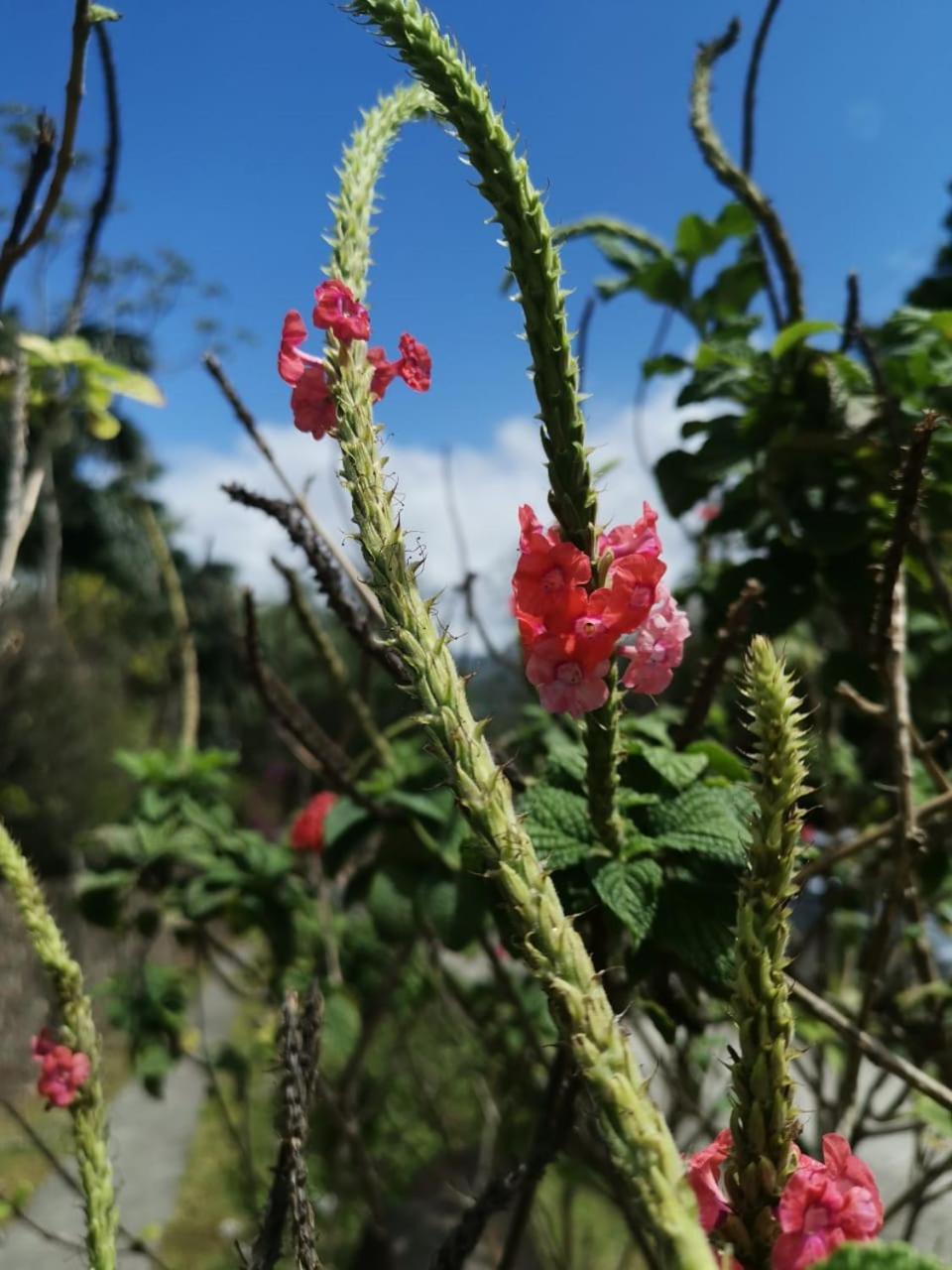 Lake Arenal Condos Naranjos Agrios エクステリア 写真