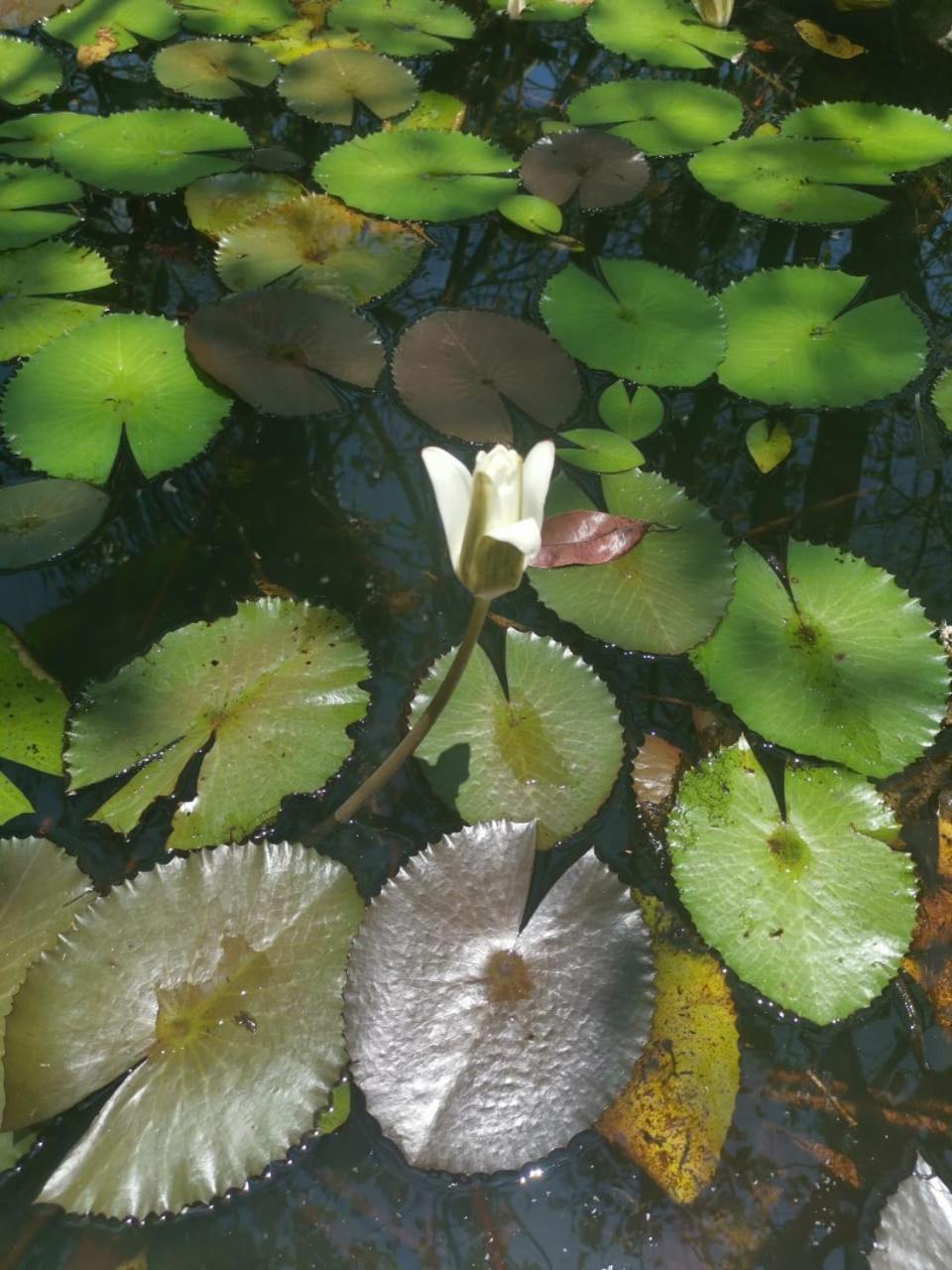 Lake Arenal Condos Naranjos Agrios エクステリア 写真